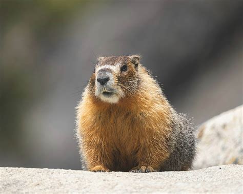 Marmot vs Groundhog: Deciphering the Differences - 9meters