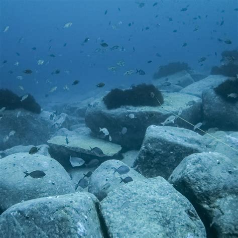 Biotic Component – Seamap Australia