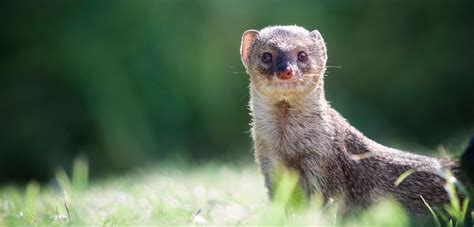 Mongoose Animal Hawaii at Nancy Hutchinson blog