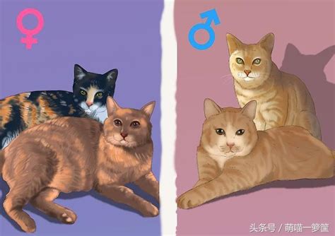 如何区分雄猫和雌猫_性别