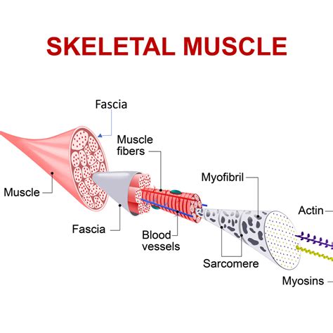 What is this fascia all about? — Greene Lotus Holistic Physical Therapy and Wellness