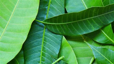 Mango Leaves : మామిడి ఆకులతో ముఖంపై మచ్చలు మాయం - Telugu News | mango ...