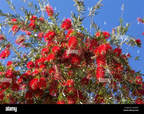 Bottle brush hi-res stock photography and images - Alamy