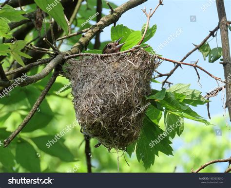 97 Baltimore Oriole Nest Royalty-Free Images, Stock Photos & Pictures ...