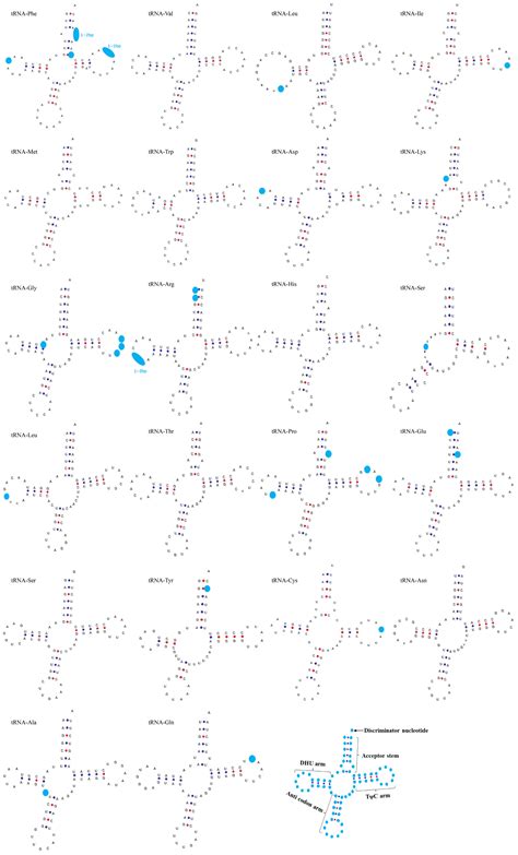 Complete Mitochondrial Genomes of Four Pelodiscus sinensis Strains and ...