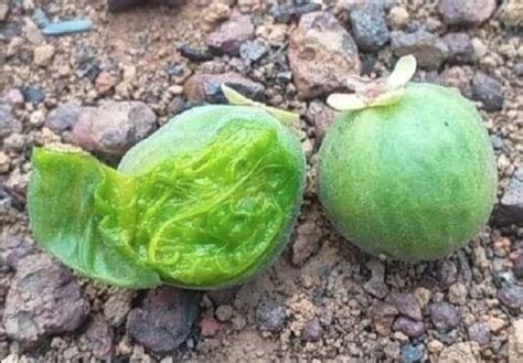 Eugenia Langsdorfii Fruit Plant (Eugenia Langsdorfii) – veliyathgardens
