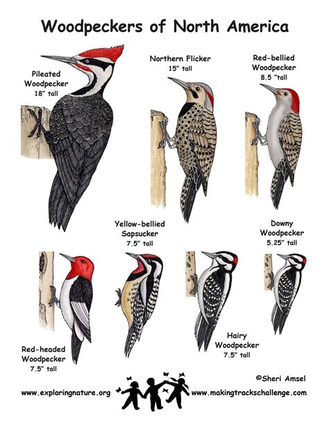 Species Of Woodpeckers