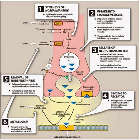Pharmacological Blog: Epinephrine | Cholinergic, Epinephrine, Pharmacological