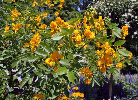 Senna | Description, Species, Cultivation, Uses, & Facts | Britannica
