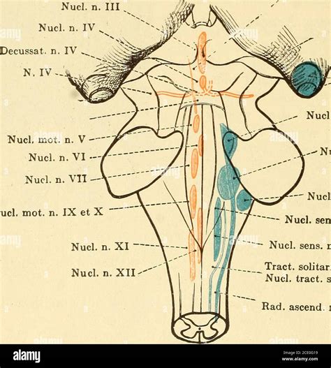 Trigeminal Nerve Nuclei