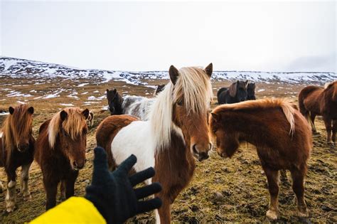 Scottish horse Images - Free Download on Freepik