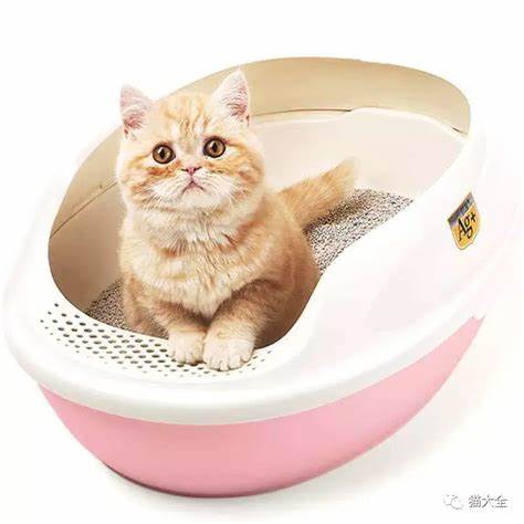 猫为什么在猫砂盆外面大便