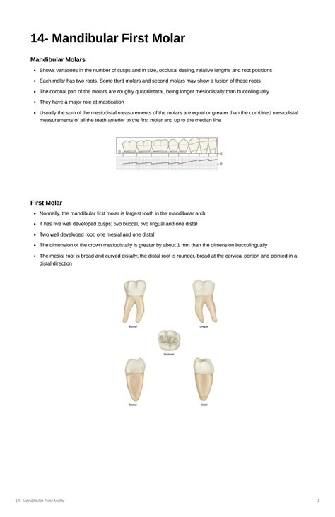SOLUTION: Mandibular First Molar - Studypool