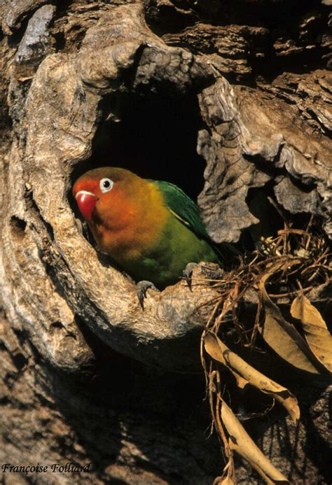 Image result for Inseparable De Fischer