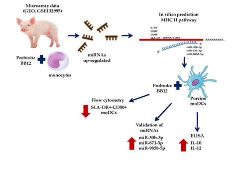 The Probiotic BB12 Induces MicroRNAs Involved in Antigen Processing and ...