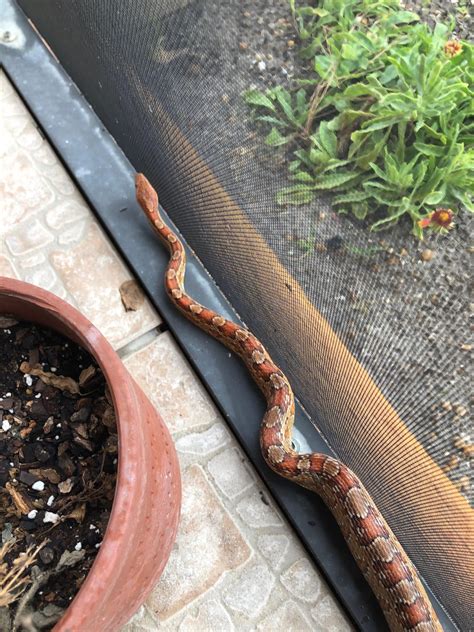 Another beautiful, large FL corn snake on the wrong side of the screen ...