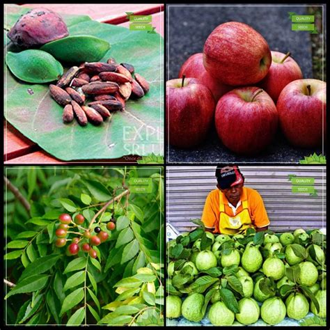 Creative Farmer Plant Seed Combo Tree Seeds : Malabar-Almond, Apple ...