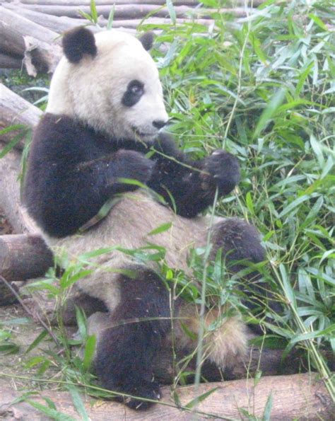 Chinese flora and fauna