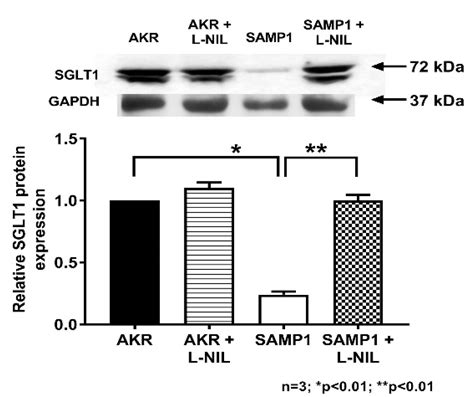 Inducible Nitric Oxide Regulates Na-Glucose Co-Transport in a ...