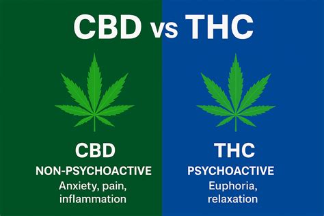 CBD vs THC Explained: Discover the Benefits, Effects, and Key Differences