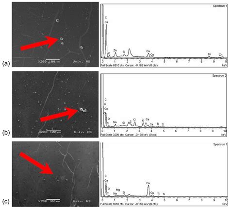 Providing Antimicrobial Properties to Cardboard Food Packaging by ...