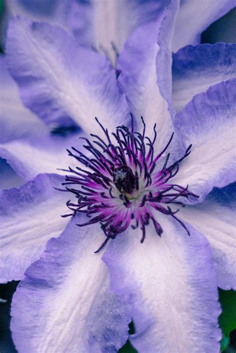How To Cut Back Clematis? - Green Packs