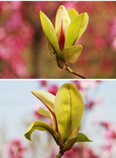 植物起名這麼隨意嗎？這味中藥叫孩兒拳頭，可以健脾益氣 - 每日頭條