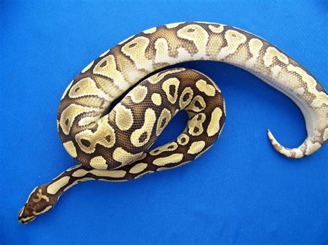 Image result for Butter Ball Python Morph