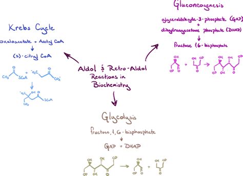 Aldol Reactions in Metabolism: Unveiling the Chemistry and Mechanisms ...