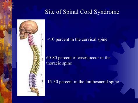 Spinal Cord Syndrome | PPT
