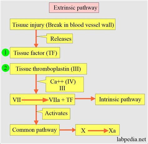 Image result for Coagulation Pathway Explained