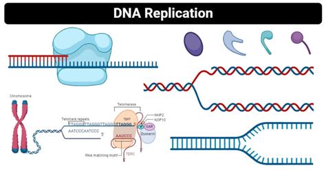 Image result for BioRap DNA Replication