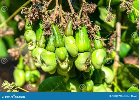 Cashew Nut Fruit or Anacardium Occidentale on Tree Stock Photo - Image ...
