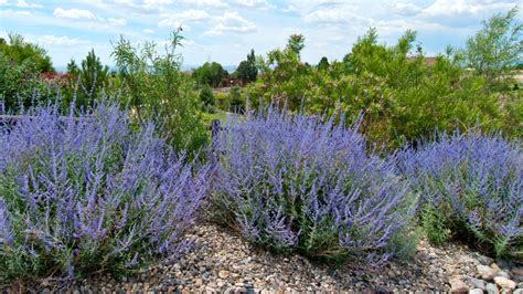 When To Cut Back Russian Sage For A Bushy Shrub