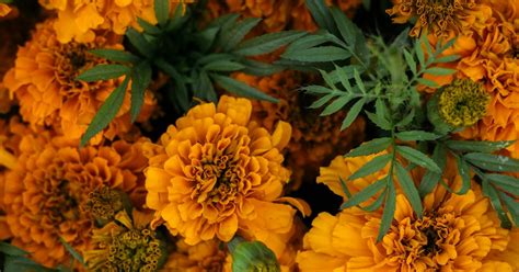 पूजा के बचे सूखे फूलों का क्या करें?