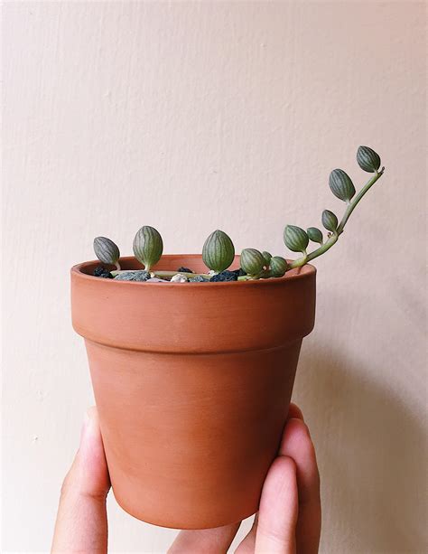 String of watermelons 🍉. I’m ready for summer! : r/succulents