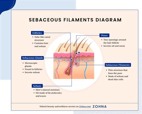 Image result for Sebaceous Filament Extraction