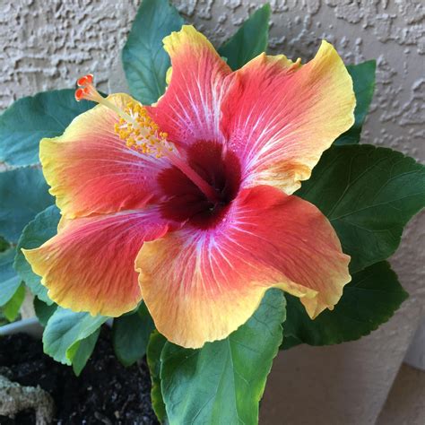 How to Grow: Tropical Hibiscus- Grow Tropical Hibiscus