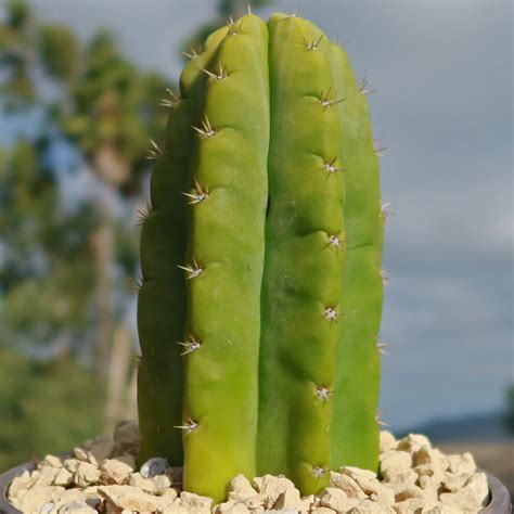 Shop 'San Pedro Cactus - Echinopsis pachanoi' Care and Growing Guide ...
