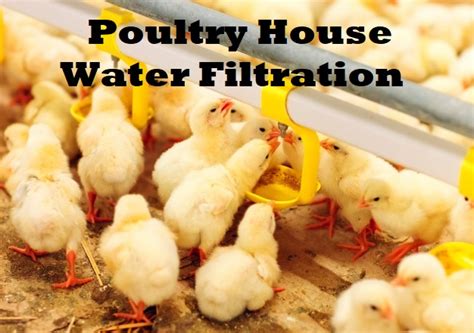 Poultry Chickens Water Filter Price - Commercial Farms Filtration ...