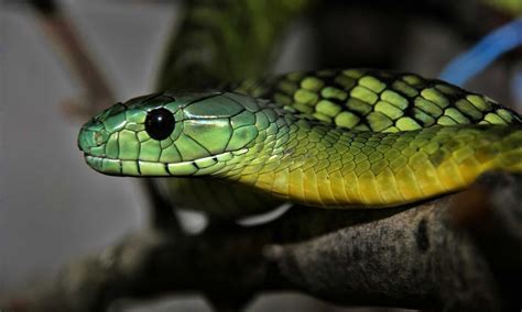 Meet 10 Snakes Of The Congo River - A-Z Animals
