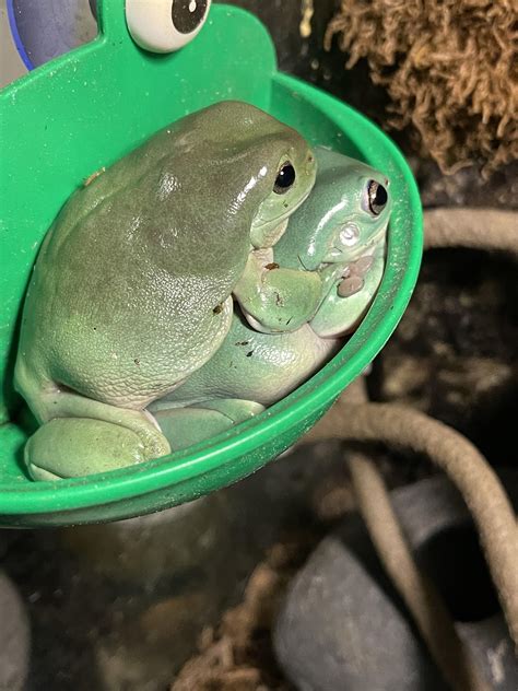 FROG APPRECIATION POST: AMAZON MILK FROG/GOLDEN EYE TREE FROG : r/frogs