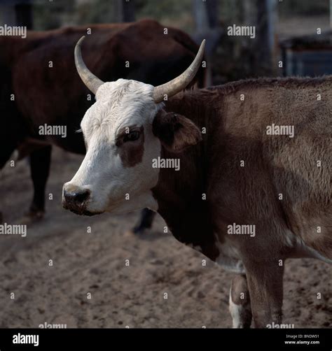 Figure 2 Ranch, Salt Flat, Texas, USA Stock Photo - Alamy