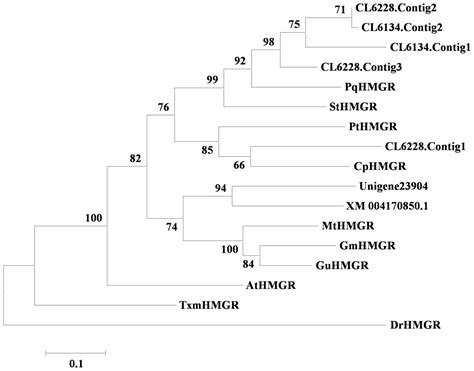 Triterpenoid Saponin Biosynthetic Pathway Profiling and Candidate Gene ...