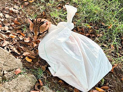 They found an ocelot tied in a sack – Archyde
