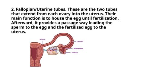 Image result for Reproductive System Grade 10