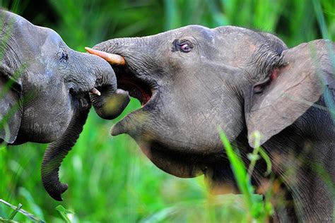 Bornean pygmy elephants - early morning tussle : r/Elephants