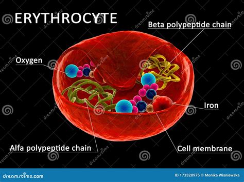 Red Blood Cells Organelles