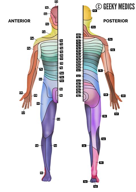 Cervical Radiculopathy | Geeky Medics