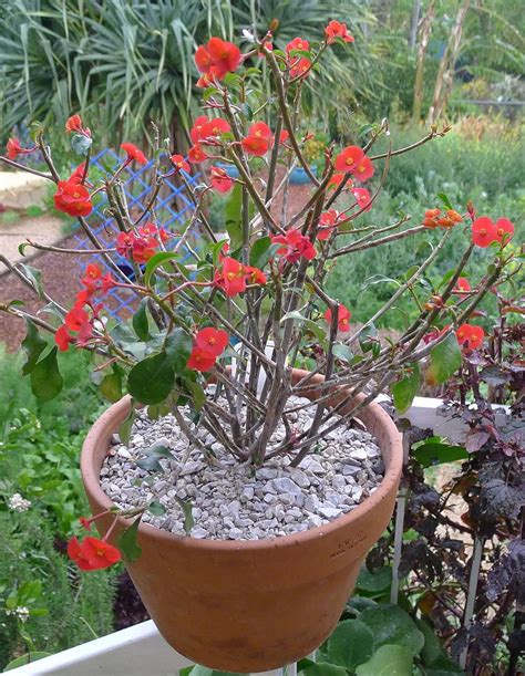 Live Thornless crown of thorns (Euphorbia geroldii) Flower Plant | 1 ...